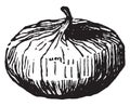 Common Pigweed vintage illustration