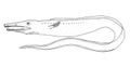 Common pike conger. Hand drawn realistic black line illustration.