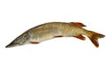 Common pike Esox lucius on a white background