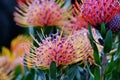 Common pincushion protea