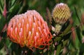 Common pincushion protea