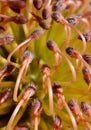 Common pincushion protea