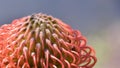 Common pincushion protea