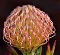 Common pincushion protea