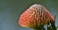 Common pincushion protea