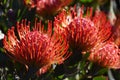 Common pincushion proteas