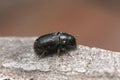 Common pine shoot beetle, Tomicus piniperda on pine bark Royalty Free Stock Photo