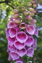 Common pink foxglove flower bloom Digitalis purpurea in the garden Royalty Free Stock Photo