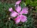 Common pink or wild pink (Dianthus plumarius) flowering with symmetric pink and white flowers with fringed margins in Royalty Free Stock Photo