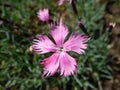 Common pink or wild pink (Dianthus plumarius) flowering with symmetric pink and white flowers with fringed margins Royalty Free Stock Photo