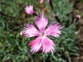 Common pink or wild pink (Dianthus plumarius) flowering with symmetric pink and white flowers with fringed margins in Royalty Free Stock Photo
