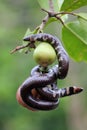 A common pipe snake is looking for prey on a branch of a water apple tree filled with fruit. Royalty Free Stock Photo