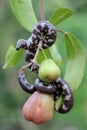 A common pipe snake is looking for prey on a branch of a water apple tree filled with fruit. Royalty Free Stock Photo