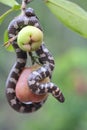 A common pipe snake is looking for prey on a branch of a water apple tree filled with fruit. Royalty Free Stock Photo