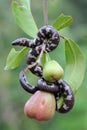 A common pipe snake is looking for prey on a branch of a water apple tree filled with fruit. Royalty Free Stock Photo