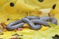 A common pipe snake is looking for prey in a pile of dry leaves.