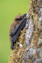 Common Pipistrell Pipistrellus pipistrellus on tree in Czech Republic