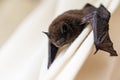 Common pipistrelle (Pipistrellus pipistrellus) a small bat on a Royalty Free Stock Photo