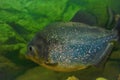 Common piranha