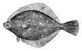 Common Plaice, vintage illustration