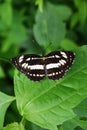 The Common Plain Sailor butterfly on leaf