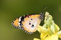 Common Plain Tiger Butterfly