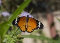 Common plain tiger butterfly