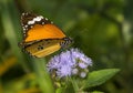 Common Plain tiger butterfly