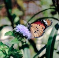 Common plain tiger butterfly