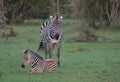 common plains zebra adorable foal sitting on the grass and mother standing alert in the wild savannah of the masai mara, kenya