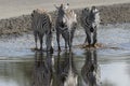 Common or Plains Zebra drinking from pool Royalty Free Stock Photo