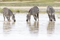 Common or Plains Zebra drinking from pool Royalty Free Stock Photo