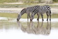 Common or Plains Zebra drinking from pool