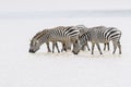 Common or Plains Zebra drinking from pool Royalty Free Stock Photo