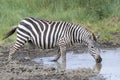 Common or Plains Zebra drinking from pool Royalty Free Stock Photo