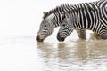 Common or Plains Zebra drinking from pool Royalty Free Stock Photo