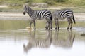 Common or Plains Zebra drinking from pool Royalty Free Stock Photo