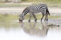 Common or Plains Zebra drinking from pool Royalty Free Stock Photo