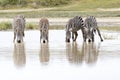 Common or Plains Zebra drinking from pool Royalty Free Stock Photo