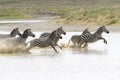 Common or Plains Zebra drinking from pool Royalty Free Stock Photo