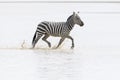 Common or Plains Zebra running through water Royalty Free Stock Photo