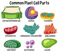 Common plant cell parts