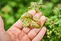 Peach leaf curl on currant leaves. Common Plant Diseases. Puckered or blistered leaves distorted by pale yellow aphids