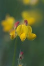 Common plant, meadow flower, yellow flower. Beautiful intense color. Royalty Free Stock Photo