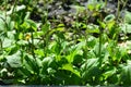 Common plantain, Greater plantain, Waybread or Plantago major L