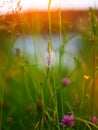 Common plantain on meadow