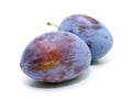 Common plum