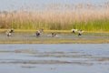 Common Pochard