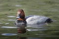 A Common Pochard ( Aythya ferina) Royalty Free Stock Photo