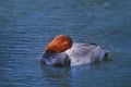 Common Pochard, Aythya ferina Royalty Free Stock Photo